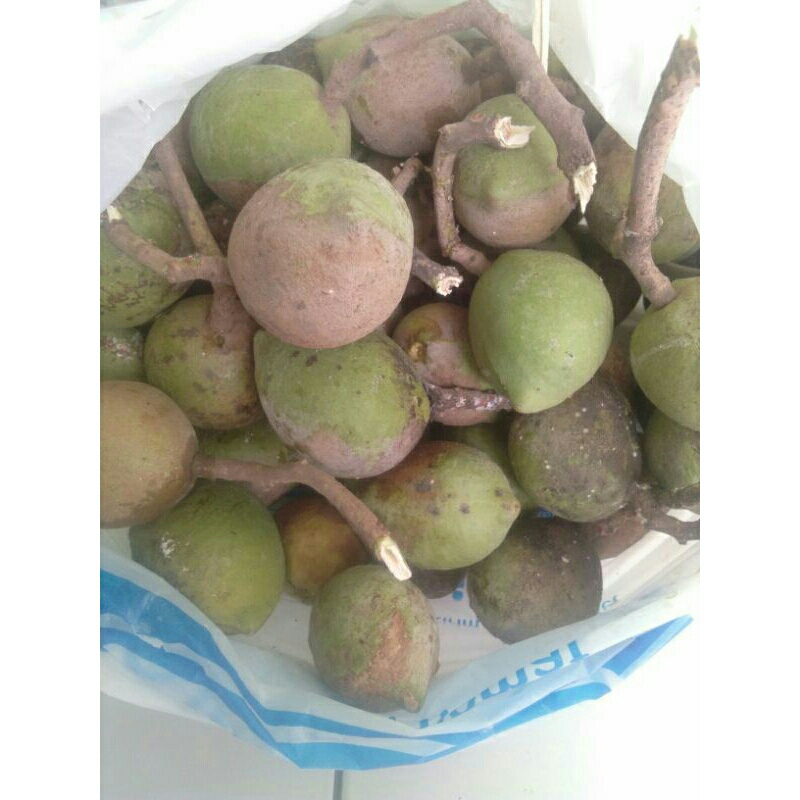 Kemiri Adu Muncang Adu Obral  Yakob Yanti Kobra Cangklongan