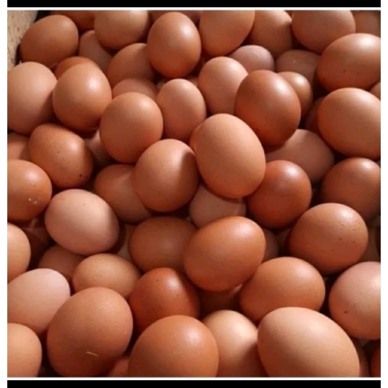 

Telur Ayam NegerikhususSitubondo