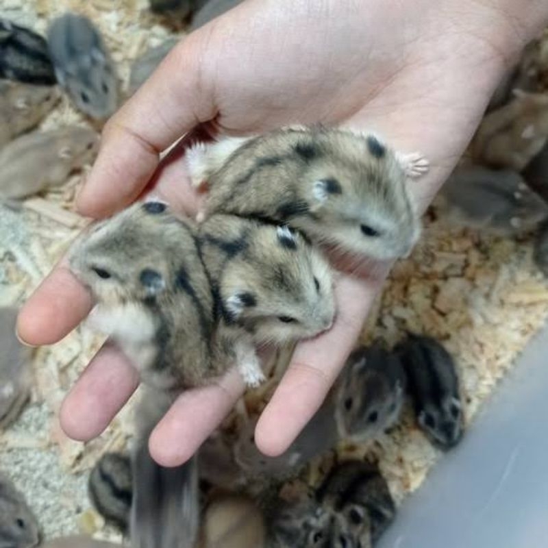 Hamster Winter White SUPER JINAK Lucu Imut MURAH