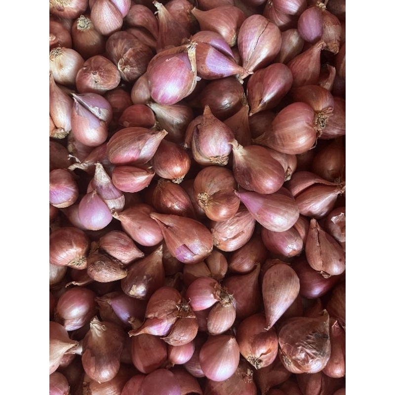 

Bawang Merah Besar/Gede Asli Brebes kualitas Terbaik