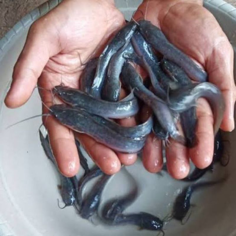 Bibit ikan lele Sangkuriang 9-10cm