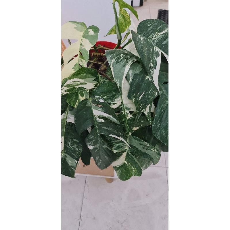 Koleksi Tanaman Monstera Lokal Varigata Monstera Ekor Naga Pinnatum