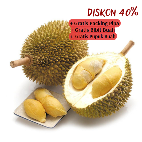 Bibit Pohon Durian kane Pohon Pendek | Buah Besar Super Unggul