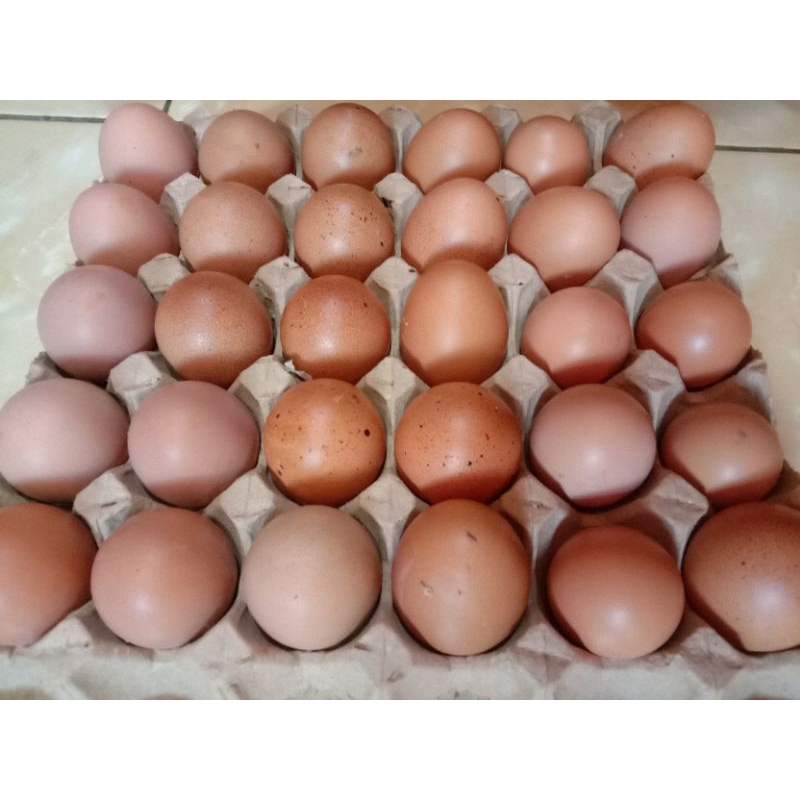

Telur Ras Lokal Bintuni