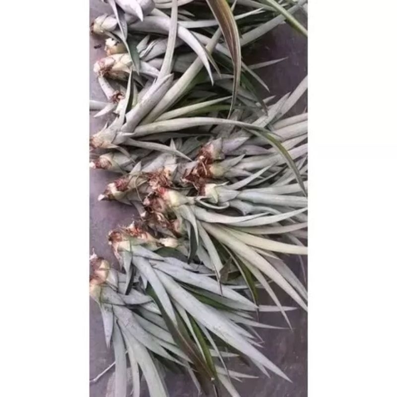 bibit nanas madu tanpa duri