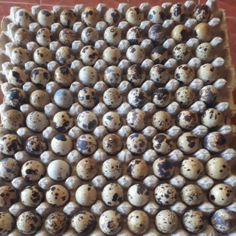 FGFG56846 Telur puyuh Untuk di tetaskan ( telur tetas) 564568