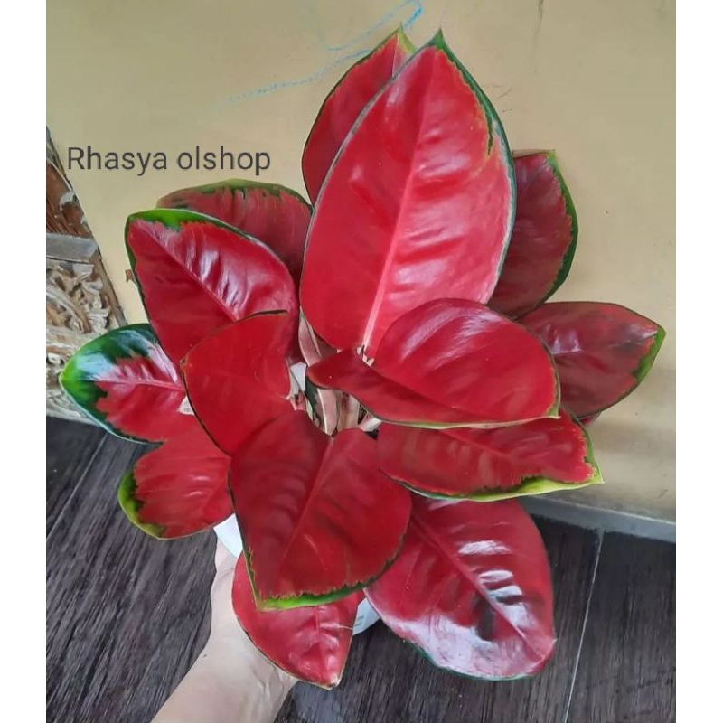 Pohon Aglonema red suksom/ Aglonema red kocin