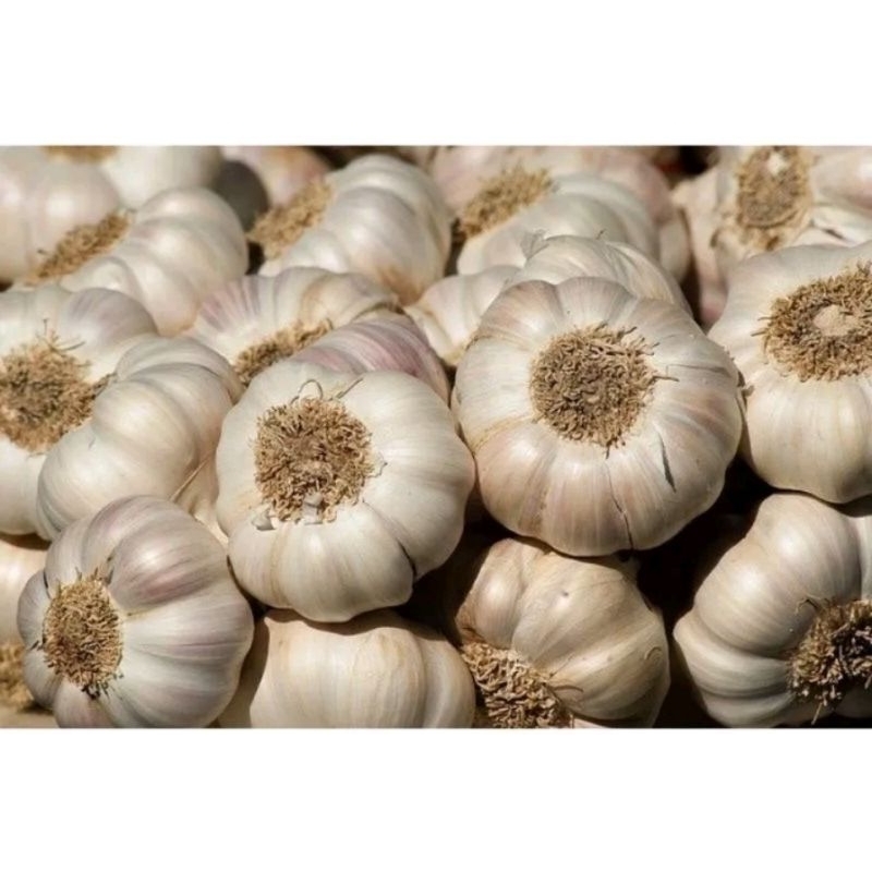 

Bawang Putih 1Kg