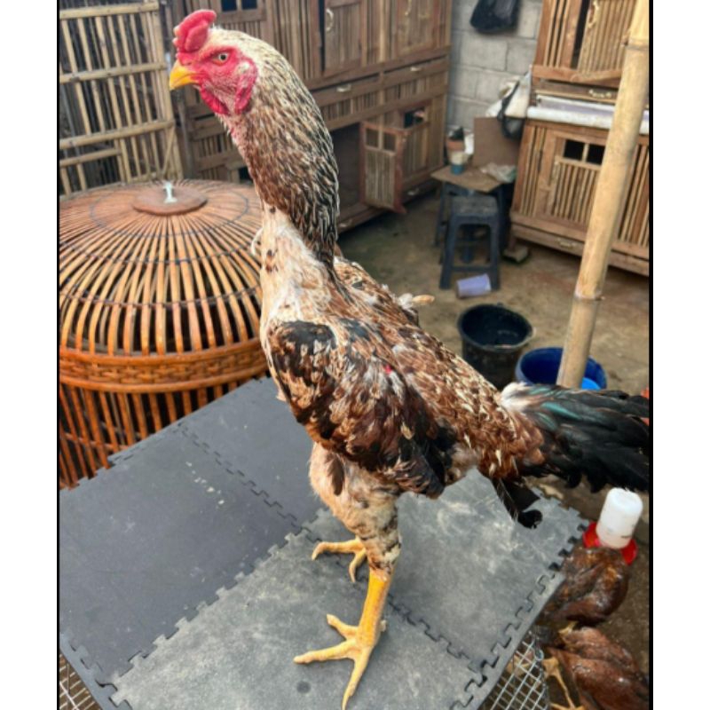 

TELUR AYAM SHAMO UNTUK DI TETASKAN