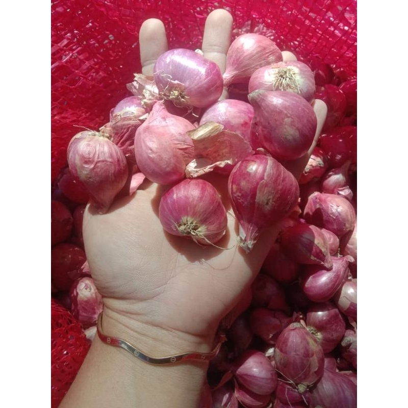 

Brambang Jowo perkilo