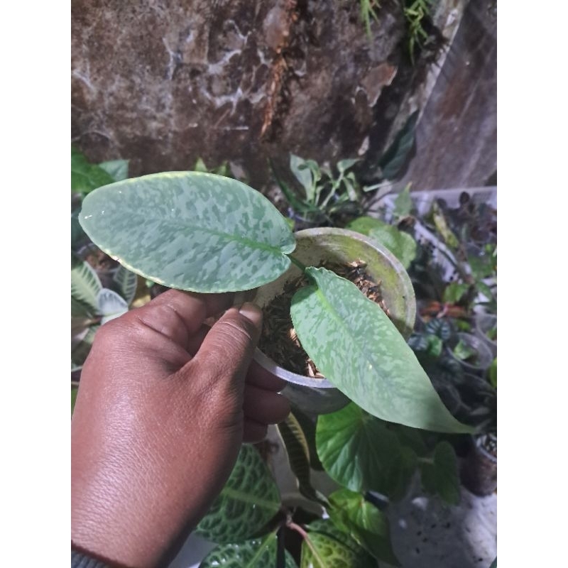 sismatgolis sp kalimantan