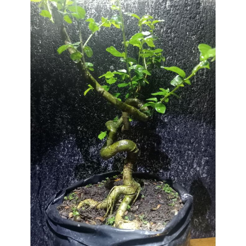 Bahan Bonsai Serut Meliuk Extrim Realpict Sesuai Foto