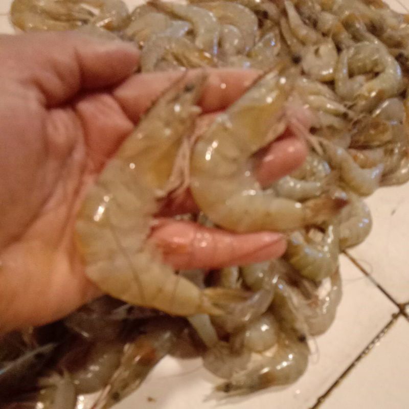 

udang besar segar 20pcs-25pcs