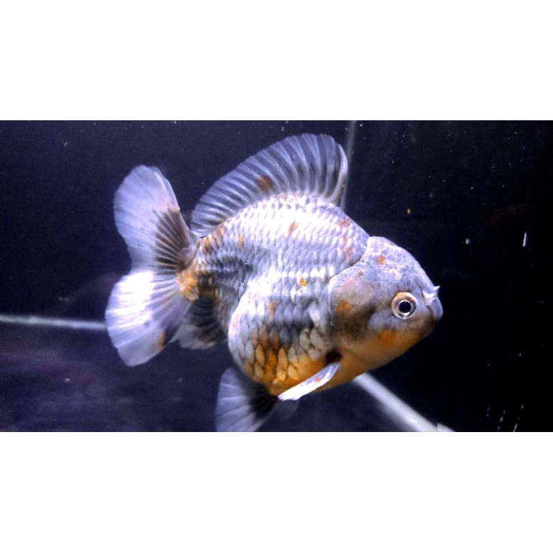 IKAN MAS KOKI ORANDA KIRIN 13CM, BODY IMUT