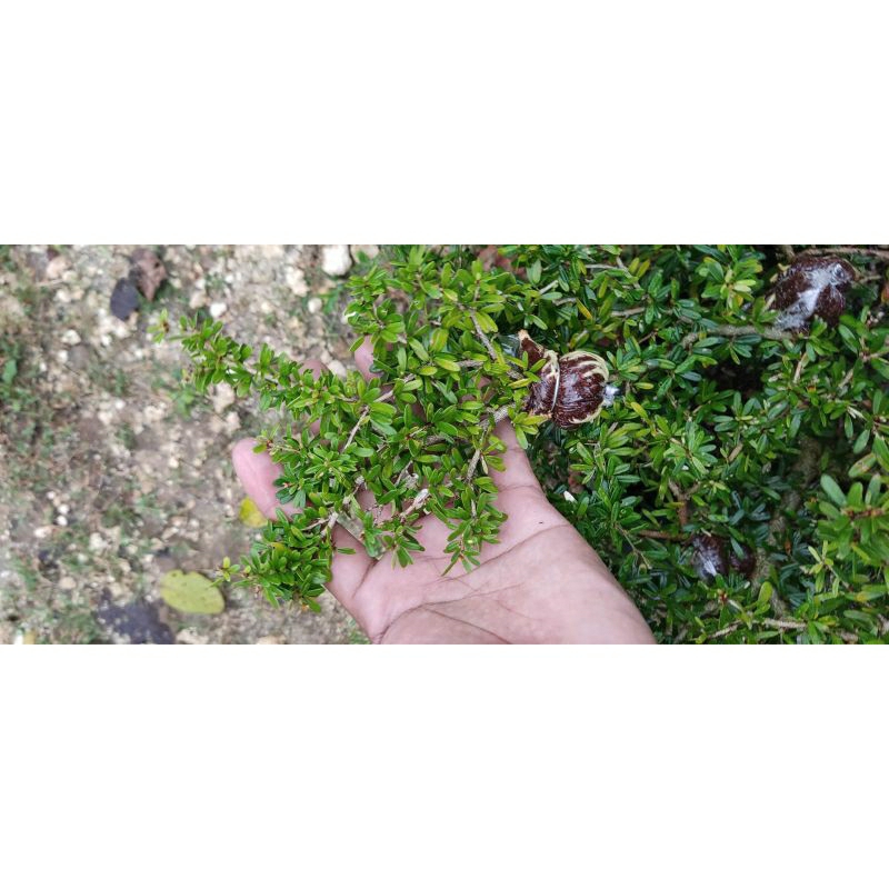 Bonsai Saeng simbur super micro Vietnam bahan small