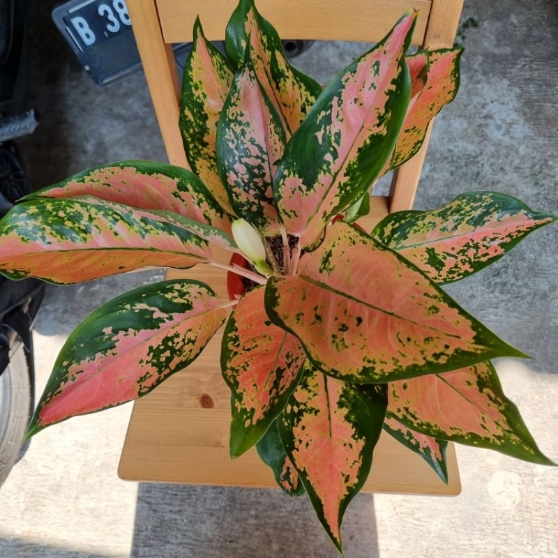 Aglonema Kocin tembaga rumpun 3