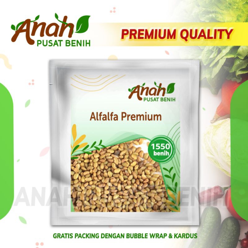 Bibit benih pakan ternak Alfalfa 1550 biji / benih Alfalfa / bibit pakan