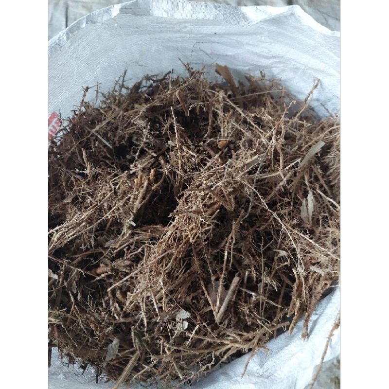 Adelonz Akar Bambu Asli Bahan Pgpr Full Akar Bambu Bahan Pembuatan Jakaba Kemasan Karung 10Kg Berat