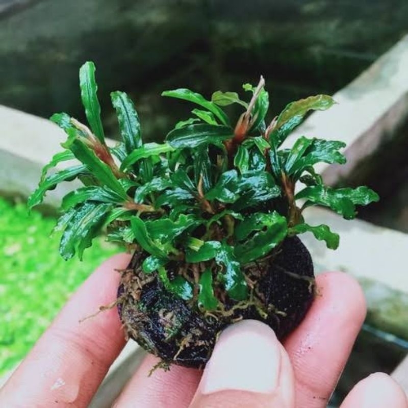 bucephalandra media wabikusa tanaman aquascape