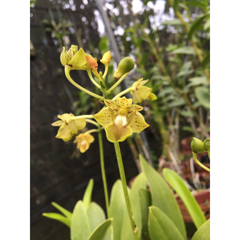 dendrobium bifalce v “flava”