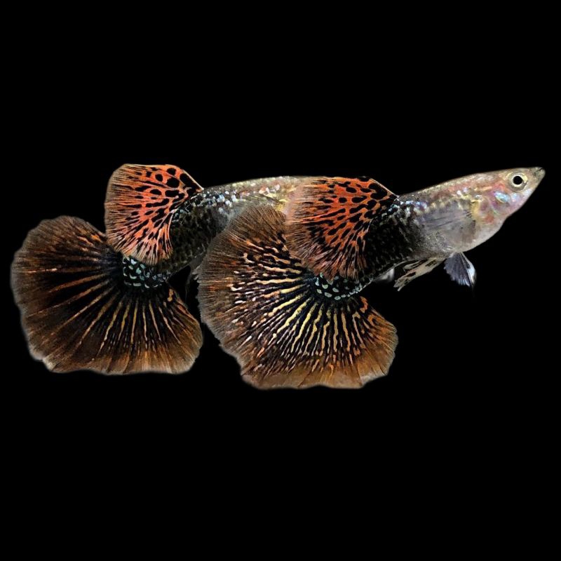 Guppy Red Dragon
