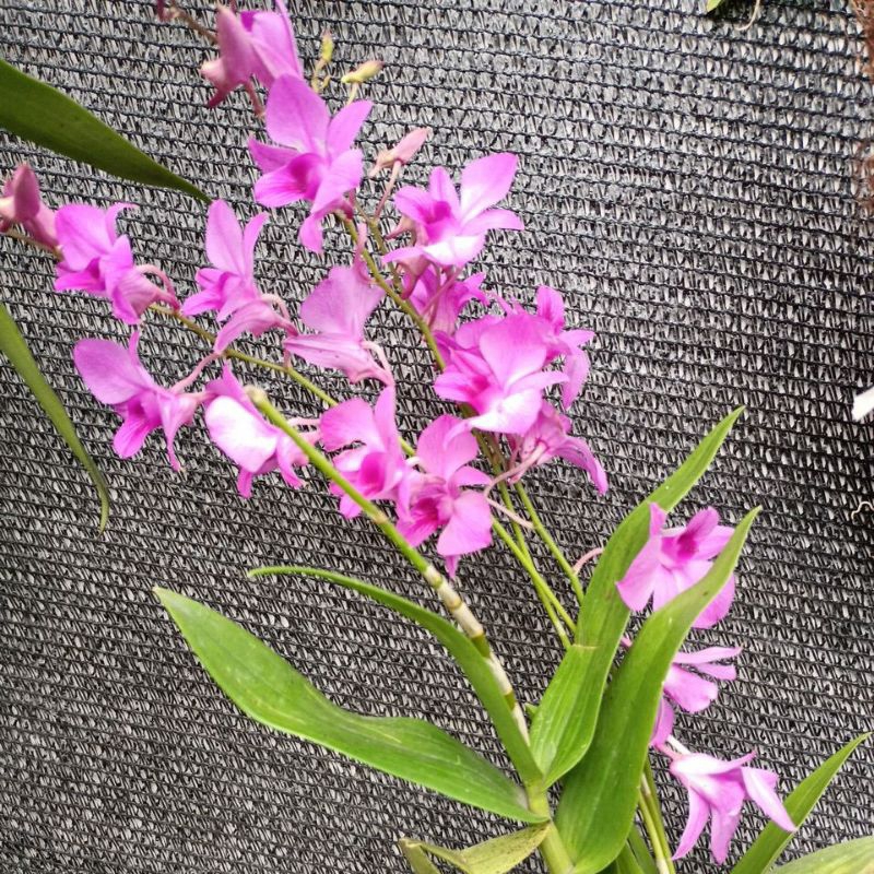 Anggrek larat berbunga