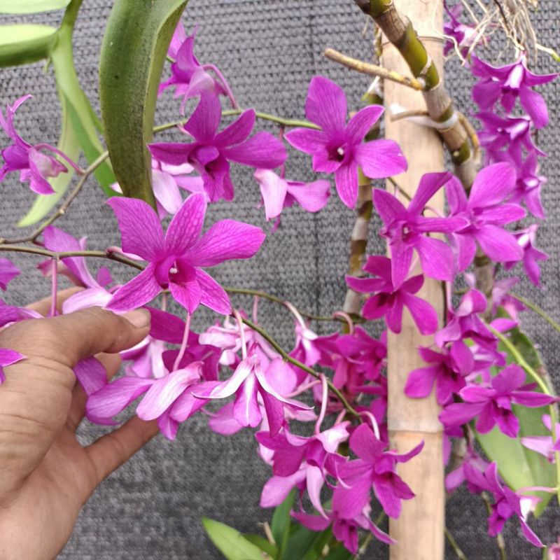 dendrobium bantimurung siap bunga