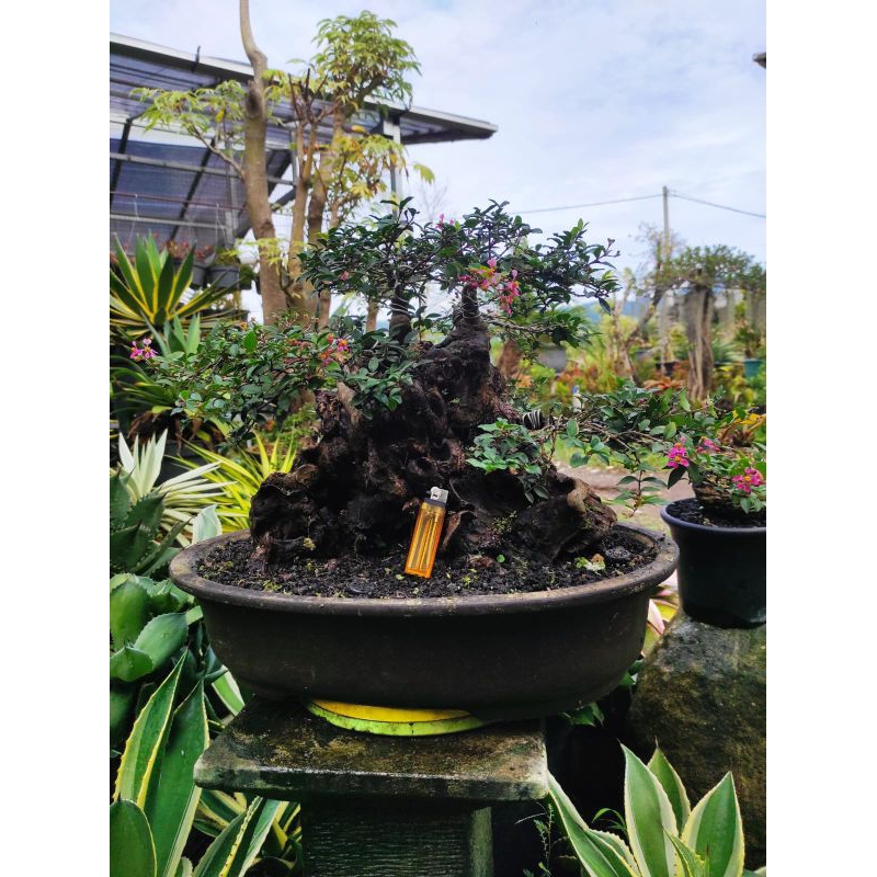 TANAMAN JADI BONSAI SAKURA MIKRO