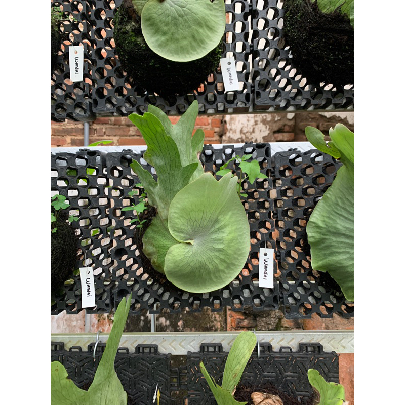 Lionmarket Platycerium Wandae Atau Simbar Menjangan Wandae Spesies Papua