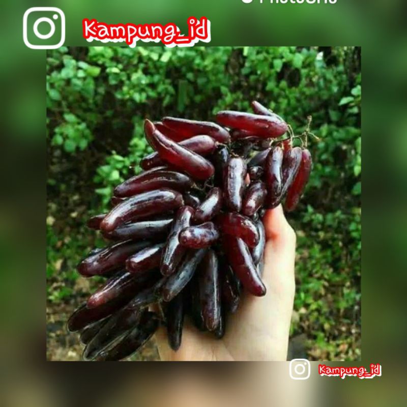 Bibit Anggur Import Jenis Jari Jari Super