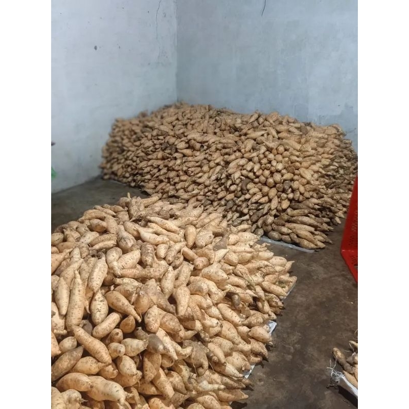 

Ubi madu cocok untuk oven, rebus dan kukus untuk rasa nggk kalah nikmat dengan ubi cilembu, harga tertera untuk per 1 kg, stok selalu fresh dari kebun