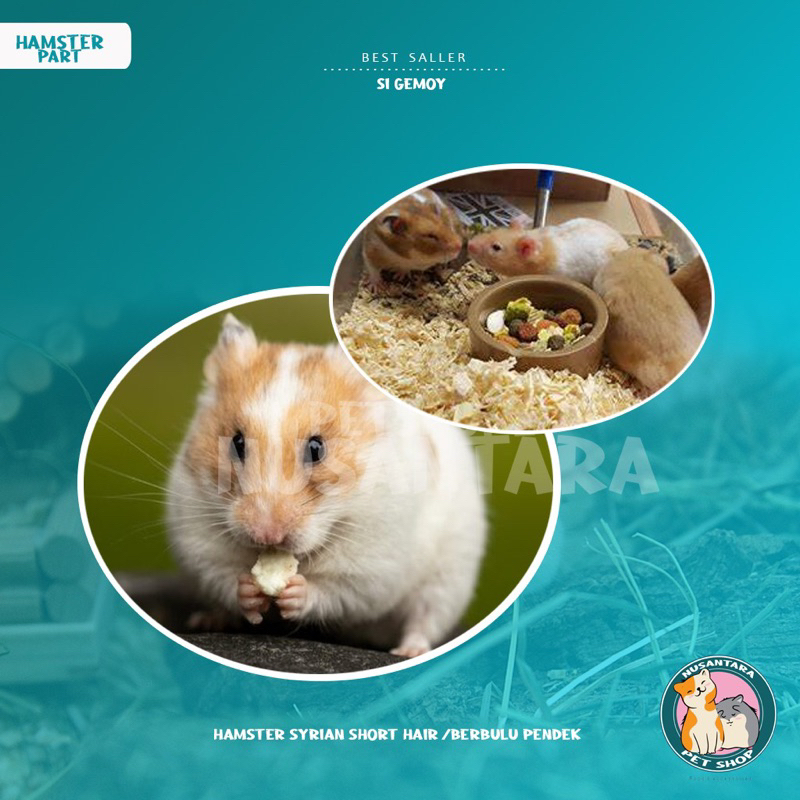 Hamster Syrian Short Hair (khusus GOSEND)