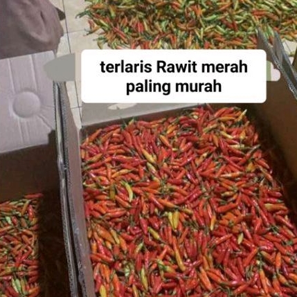 

1KG/ CABE RAWIT SETAN SUPER PEDAS