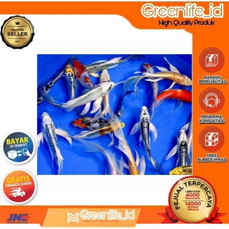 Bibit Premium Ikan Koi Kumpay Slayer Metalic Size 2-3 cm Bonus 2pc Per 10pc