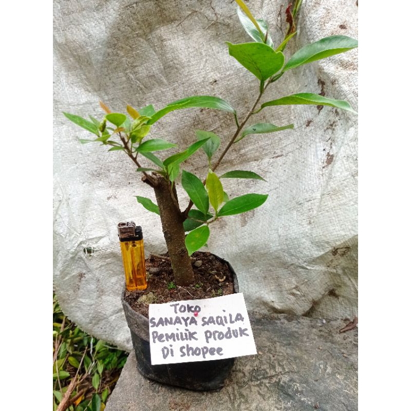 bahan bonsai Iprik pucuk merah bukan iprik silver
