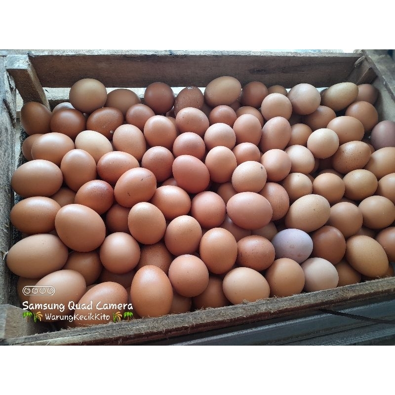 

Telur Ayam 1/4 kg, 1/2kg, 1 kg