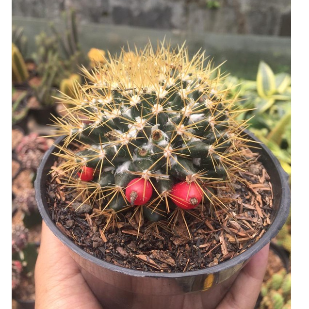 Kaktus sukulen ( Mamilaria Nifosa ) medium size tanaman hias hidup