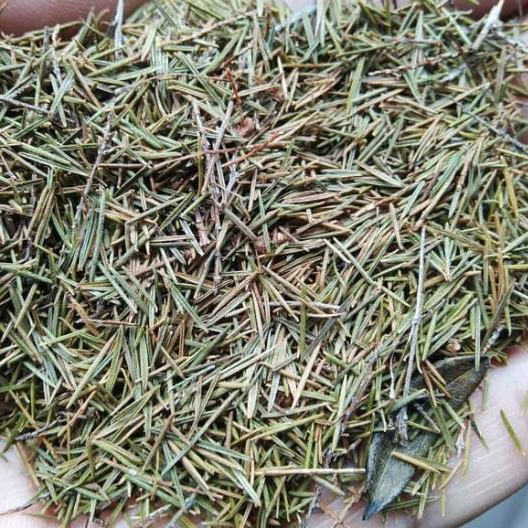 

TERBAIK HERBAL JUNG RAHAP KERING/BAECKEA FRUTESCENS- 1KG