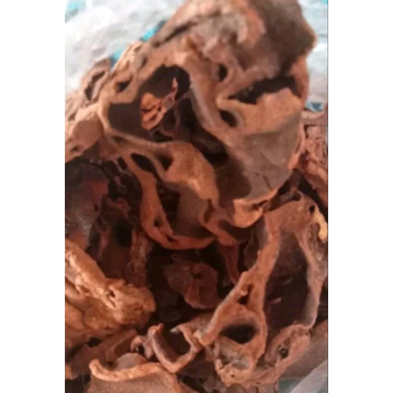 

Sarang semut papua asli 1kg