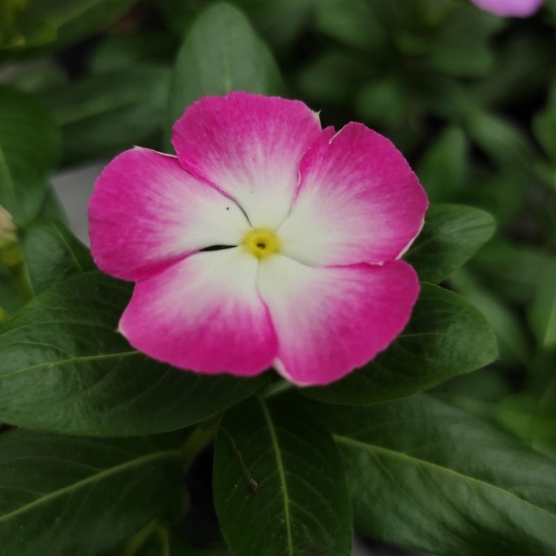 Benih Bunga Vinca Nirvana white splash-15 biji