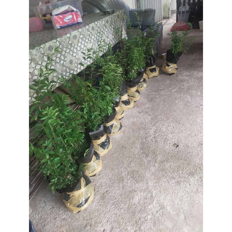 BAHAN BONSAI ANPUT MAME CABANG RIMBUN AKAR BESAR