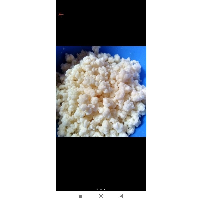 

Bibit Kefir Grain Kualitas Super