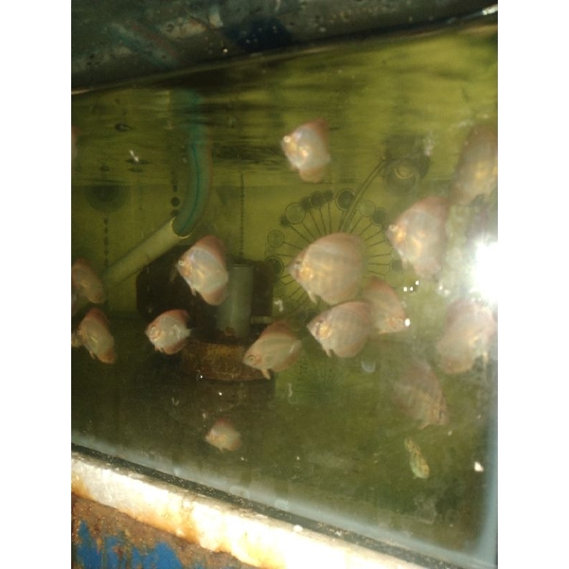Discus murah, discus +-1", ikan discus
