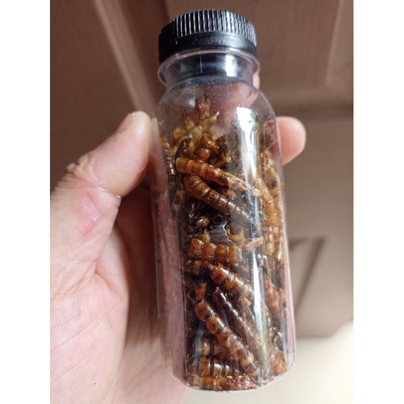 Mealworm Ulat Hongkong / ulat jerman Kering / bsf  Snack Hamster