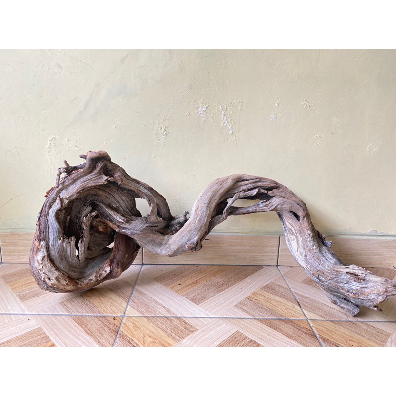 akar santigi kayu santigi jumbo 100% tenggelam