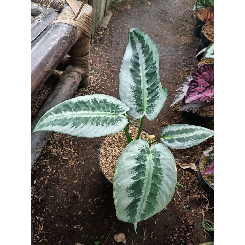 Homalomena silver