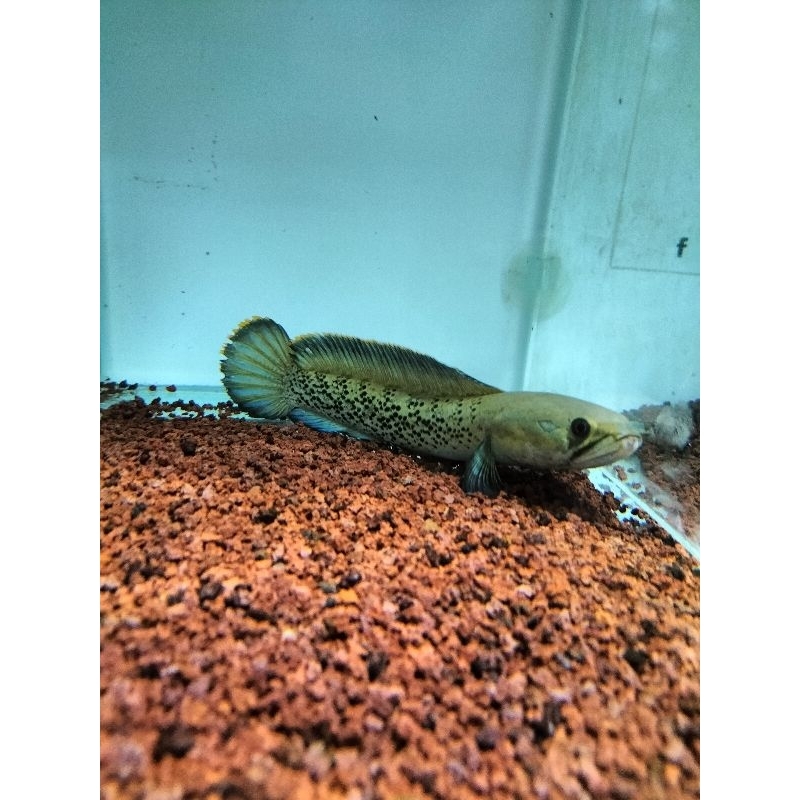 stewarti WC bahan indukan 20-25 cm