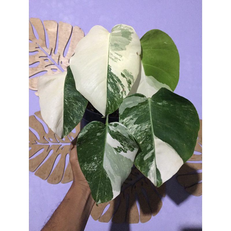 monstera variegata white tiger