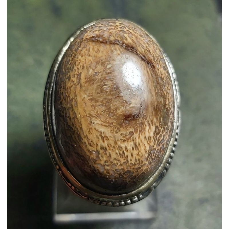 Batu Upas Wisa Jumbo