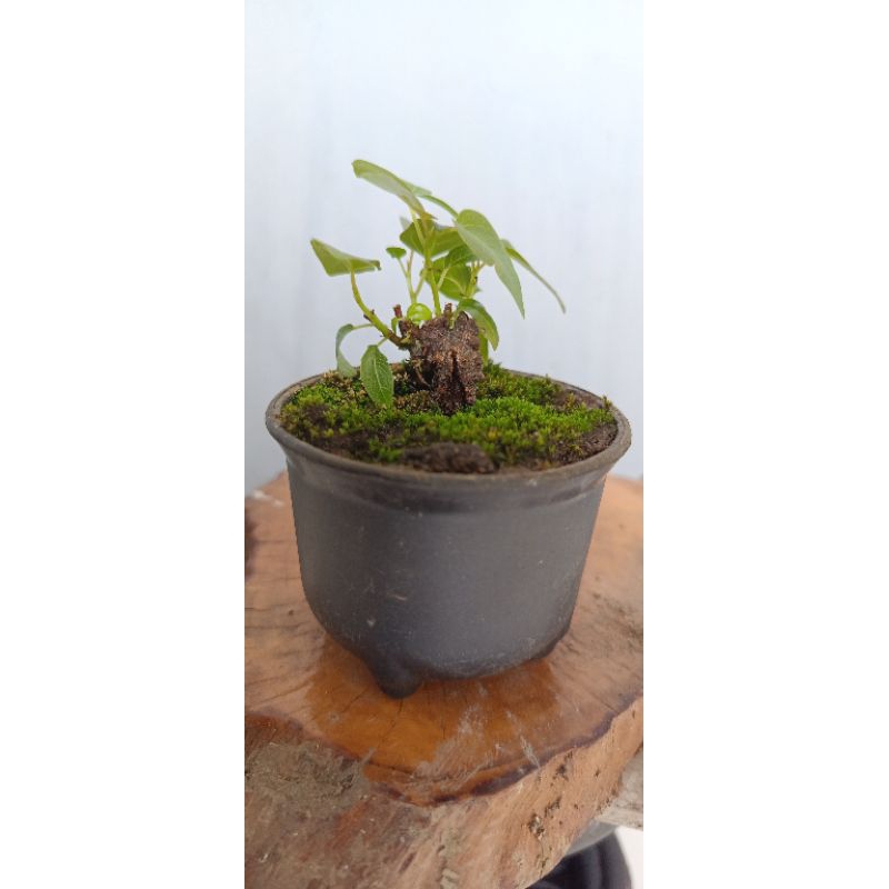 Bonsai mini Bunut